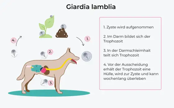Giardien beim Hund - Symptome, Behandlung & Hygiene-Tipps