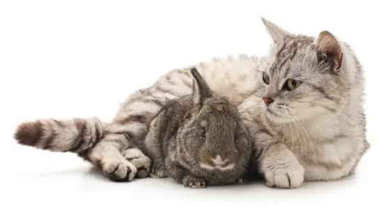 Kaninchen und Katze zusammen halten - Geht das wirklich?