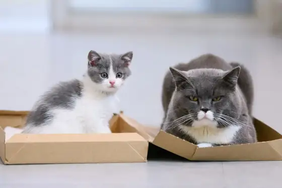 Junge und alte Katze zusammenführen - So gelingt's stressfrei
