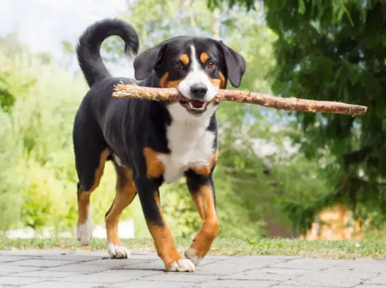Appenzeller Sennenhund - Dein Partner für aktive Abenteuer?