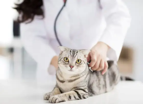 Katze Schmerzen im Hinterteil - Das hilft sofort & wann zum Tierarzt