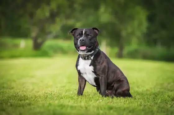 Staffordshire Bull Terrier - Charakter, Haltung & Auflagen in DE