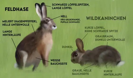 Hase oder Kaninchen? Die entscheidenden Unterschiede erkennen