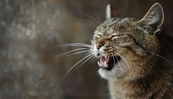 Katze niest oft - Tumor? Ursachen, Warnsignale & Abklärung