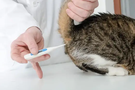 Katze Fieber messen ohne Thermometer - Geht das?