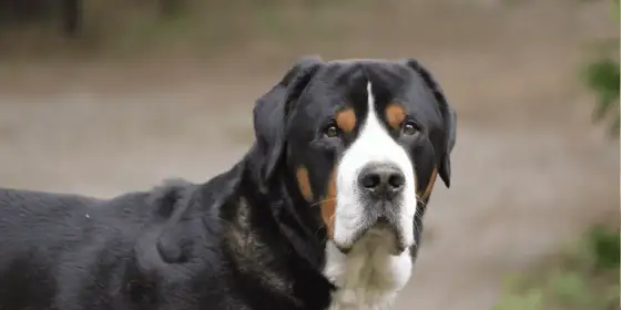 Großer Schweizer Sennenhund - Dein treuer Riese im Alltag?
