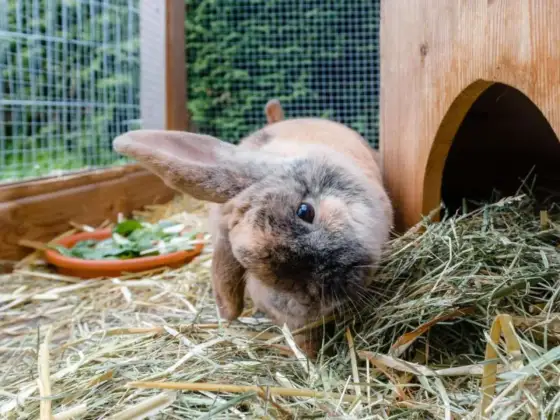 Kaninchen niest - Reizung oder Krankheit? Das müssen Sie wissen!
