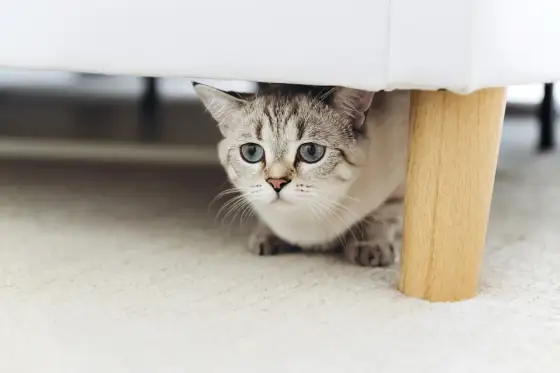 Katze eingewöhnen - So klappt der Start im neuen Zuhause!