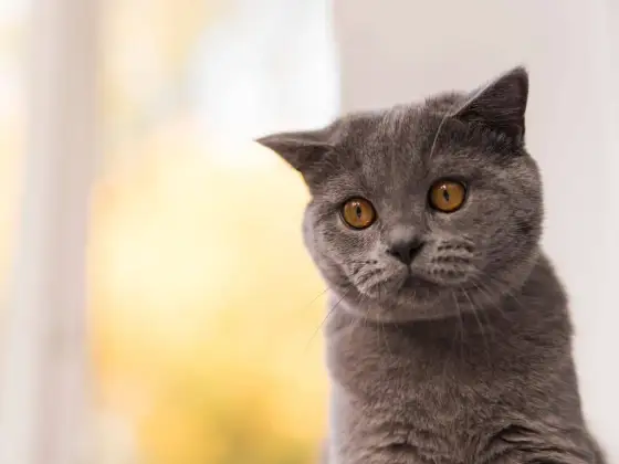 2 Katzen alleine lassen - Wie lange ist wirklich sicher?