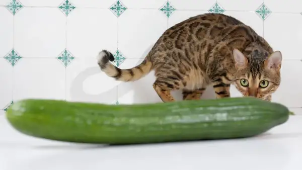 Ein getigerter Kater mit grünen Augen beäugt misstrauisch eine Gurke. Vielleicht fragt er sich, warum Katzen Angst vor Gurken haben.