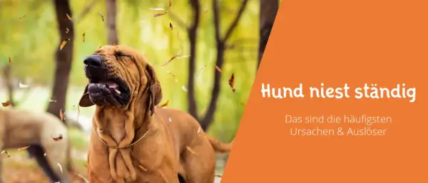 Ein Hund niest im Herbstlaub. Der Text "Hund niest ständig" gibt Hinweise auf Ursachen und Auslöser.