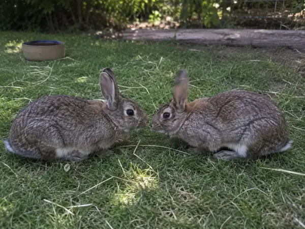 Zwei Kaninchen schnuppern neugierig. Ob sie sich fragen, wie schnell kaninchen ihren partner vergessen?