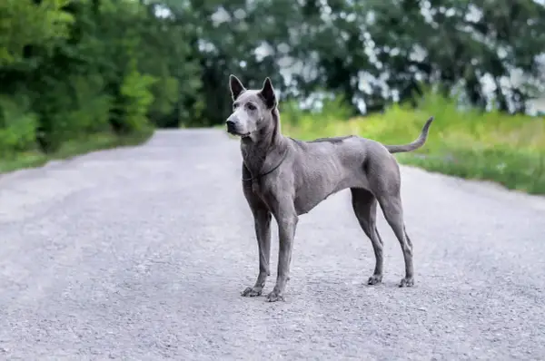 Ein eleganter Thai Ridgeback steht auf einer asphaltierten Straße, umgeben von grünen Bäumen.