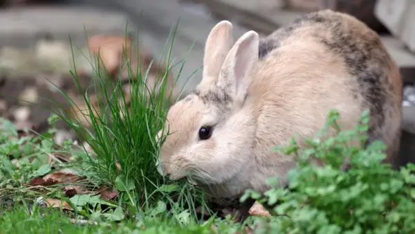Ein Kaninchen frisst Gras. Sein Fell ist hellbraun mit dunklen Flecken. Es könnte Anzeichen von kaninchen hautpilz oder milben haben.