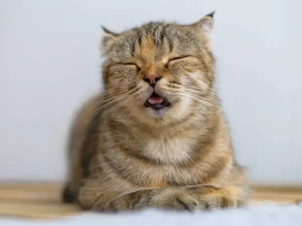 Ein Kater, der nicht frisst, mit geschlossenen Augen und leicht geöffnetem Maul, wirkt traurig.