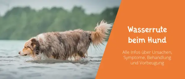 Nasser Hund im Wasser. Informationen zur Wasserrute beim Hund, Ursachen, Symptome, Behandlung und Vorbeugung.
