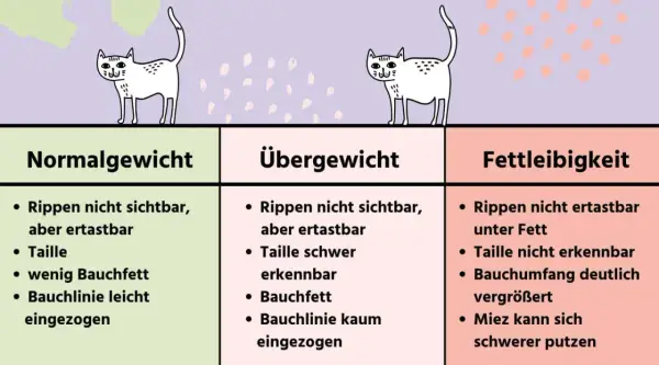 Drei Katzen zeigen, wie viel wiegt eine Katze: Normalgewicht, Übergewicht, Fettleibigkeit. Merkmale wie Rippen, Taille und Bauchfett werden erklärt.
