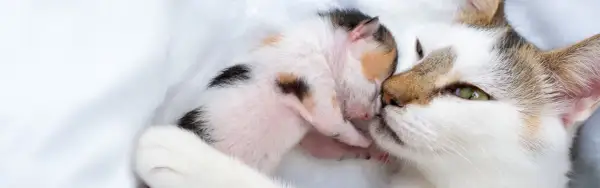 Eine Mutterkatze küsst ihr winziges Kätzchen. Ein süßer Moment, der an die Zeit vor der Geburt erinnert, wenn Katzen und Schwangerschaft Hand in Hand gehen.