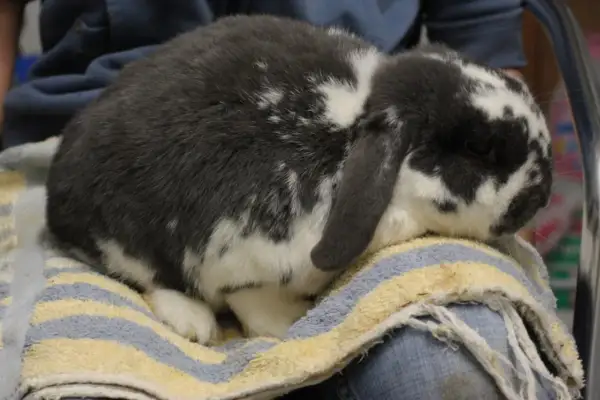 Ein grau-weiß geflecktes Kaninchen sitzt auf einem Handtuch. Darf man Kaninchen baden? Nein, meistens nicht.