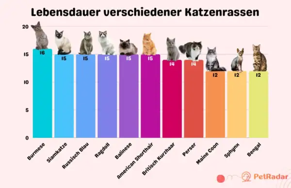 Balkendiagramm zeigt, wie alt werden Katzen: Burmese (16), Siamkatze (15), Ragdoll (15), Perser (14), Maine Coon (12), Bengal (12) und mehr.