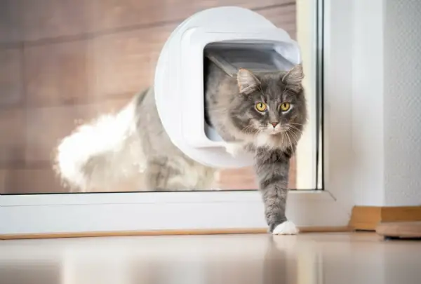Grauer Kater nutzt eine Katzenklappe im Fenster, um ins Haus zu gelangen.