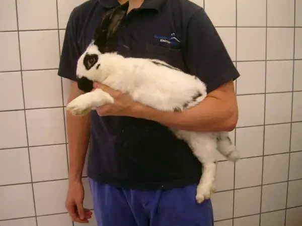Ein Mann hält ein schwarz-weißes Kaninchen. Man hört, wie der Kaninchen bauch gluckert, vielleicht ist es hungrig.