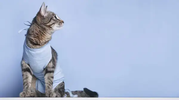 Getigerte Katze im blauen Body nach Kastration, sieht nachdenklich zur Seite.