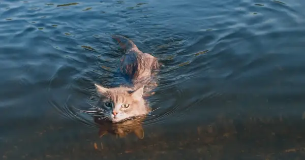 Ein grauer Kater schwimmt durch klares Wasser. Vielleicht fragt er sich, warum haben Katzen Angst vor Wasser, während er selbst schwimmt.