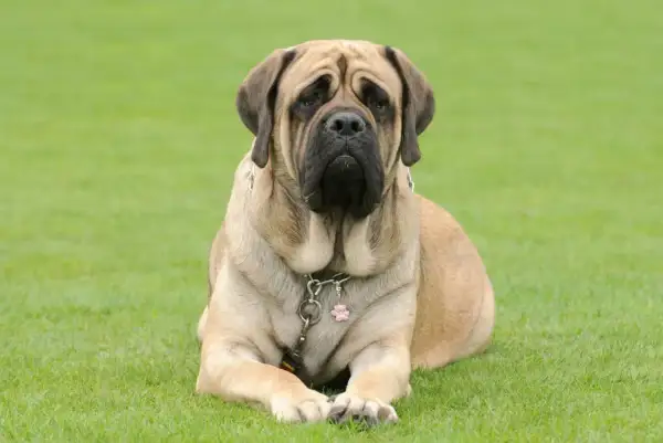 Ein majestätischer englischer Mastiff, 155 kg schwer, liegt entspannt auf grünem Gras.
