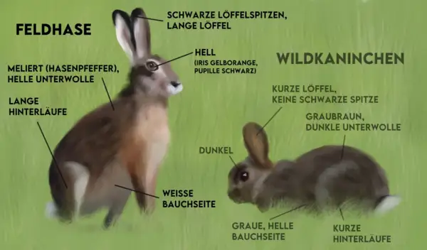 Gegenüberstellung: Feldhase mit langen Läufen und hellen Ohrenspitzen vs. Wildkaninchen mit kurzen Läufen und dunklen Ohren.