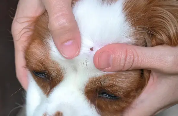 Zecke auf Hundekopf. Finger halten die Haut auseinander, um die Zecke zu entfernen. Suche nach Hausmittel gegen Zecken bei Hunden.