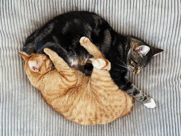 Zwei Katzen kuscheln eng verschlungen auf einem gestreiften Kissen. Sie schlafen tief und fest, was zeigt, wie lange schlafen katzen.