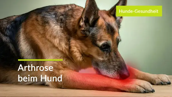 Deutscher Schäferhund mit gerötetem Bein, was auf Arthrose beim Hund und deren Symptome hinweist. Hunde-Gesundheit im Fokus.