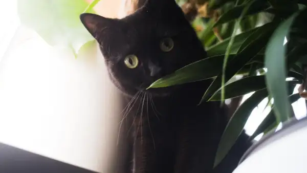 Schwarze Katze mit grünen Augen versteckt sich hinter Pflanzen. Vielleicht ein Beruhigungsmittel Katze vom Tierarzt, um sie zu beruhigen.