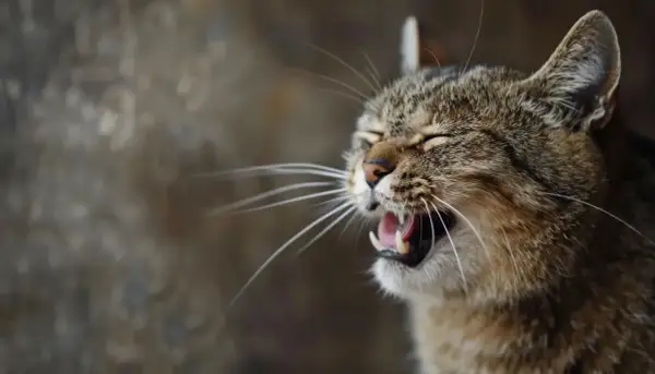 Katze niest oft, vielleicht wegen eines Tumors. Ihr Maul ist weit geöffnet, die Augen geschlossen.