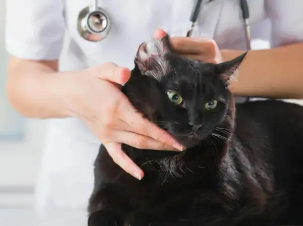 Tierarzt untersucht schwarze Katze, die sich blutig kratzt.