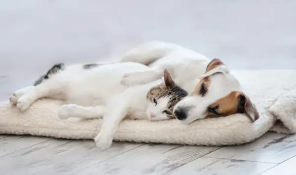 Ein Hund und eine Katze schlafen eng aneinander gekuschelt auf einer weichen Decke.