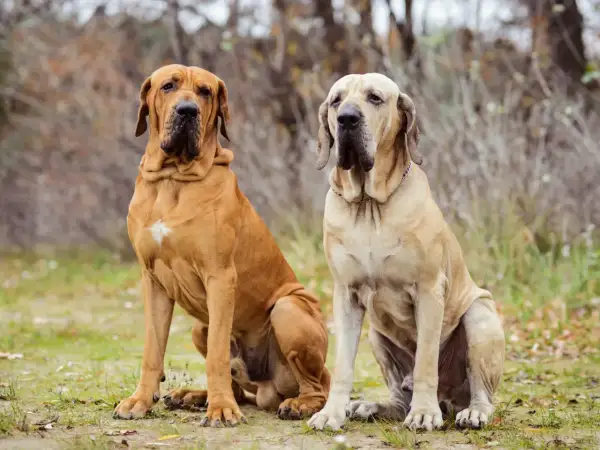 Zwei stattliche Fila Brasileiro Hunde sitzen im Freien. Der braune Hund links hat einen weißen Fleck auf der Brust.