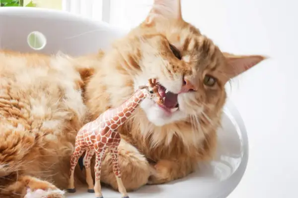 Orange Katze mit Pica Syndrom beißt in Giraffen-Spielzeug.