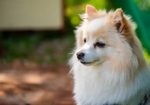 Ein süßer spitz hund mit flauschigem Fell blickt nachdenklich in die Ferne.