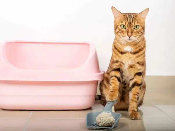 Ein Bengal-Katze sitzt neben einer rosa Katzentoilette und einer Schaufel mit Klumpen. Wie oft gehen Katzen aufs Klo? Das hängt von vielen Faktoren ab.