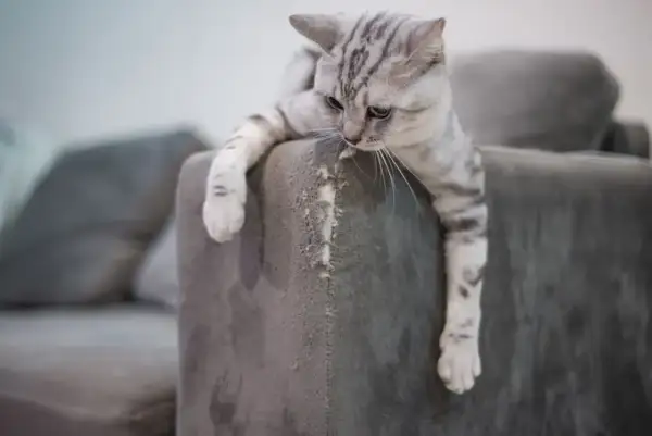 Graue Katze mit Streifen hängt über die Ecke eines Sofas, das sie gerade bearbeitet hat.