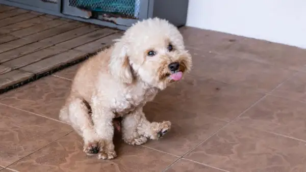 Ein kleiner, flauschiger Hund rutscht auf seinem Po über die Fliesen, die Zunge hängt heraus.