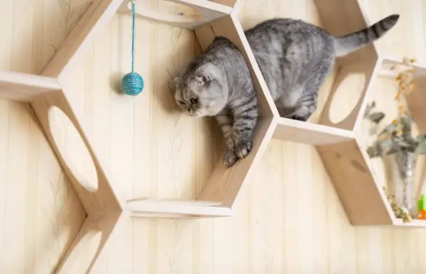 Graue Katze erkundet eine selbstgebaute Katzen-Kletterwand aus Holz. Ein Spielzeugball hängt zum Spielen bereit.