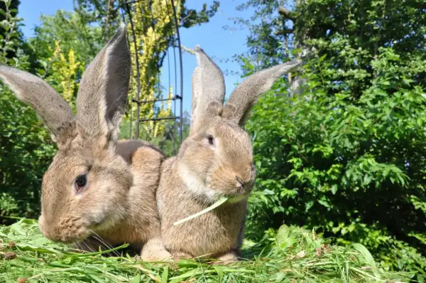 Zwei riesige Kaninchen, die auf einer grünen Wiese sitzen. Ihre deutsche Riesen Haltung ist beeindruckend, mit langen Ohren und einem friedlichen Ausdruck.