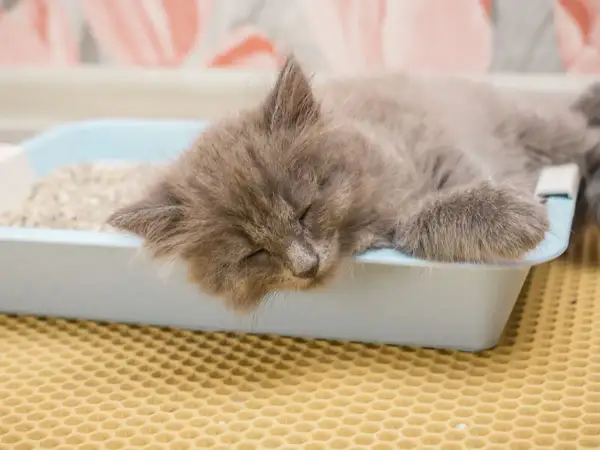 Ein süßes Kätzchen schläft erschöpft im Katzenklo. Es sieht aus, als ob die kleine Katze zum Sterben ins Katzenklo geht, aber es ist nur ein tiefer Schlaf.