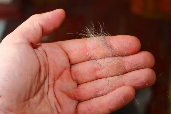 Eine Hand hält eine Ansammlung von Hundehaaren, ein Zeichen für den Fellwechsel.