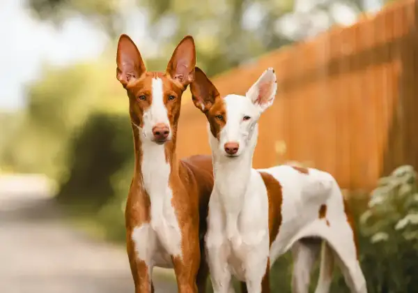 Zwei Podenco-Mix-Hunde mit aufmerksamen Ohren stehen nebeneinander. Ihr Wesen ist neugierig und wachsam.