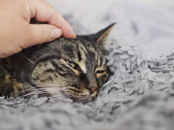 Sanfte Hand streichelt eine Katze, die in einer weichen Decke liegt. Die Katze wirkt schwach, vielleicht im Endstadium einer Pankreatitis.