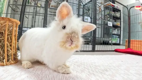 Ein flauschiges, weißes Kaninchen mit einem leicht zur Seite geneigten Kopf und einem neugierigen Blick. Im Hintergrund sind Vogelkäfige und Regale zu sehen.